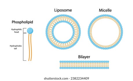 Liposome, Micelle and Bilayer structure. Phospholipid with hydrophilic head and hydrophobic tails. Drug encapsulation. Vector illustration.