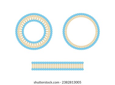 Liposome, Micelle and Bilayer structure. Phospholipid with hydrophilic head and hydrophobic tails. Drug encapsulation. Vector illustration.