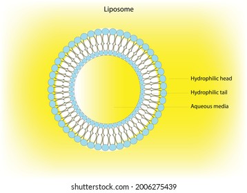 Liposomal svg