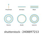 Liposome structure, phospholipid bilayer with hydrophilic head and hydrophobic tails. Niosome, single chain surfactant molecule (nonionic). Micelle, amphiphilic colloidal structure. Drug delivery.