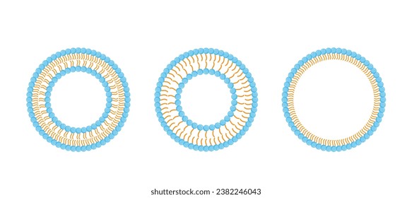 Liposome structure, phospholipid bilayer with hydrophilic head and hydrophobic tails. Niosome, single chain surfactant molecule (nonionic). Micelle, amphiphilic colloidal structure. Drug delivery.