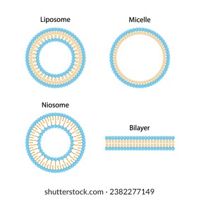 Liposomstruktur, Phospholipid-Bilayer mit hydrophilem Kopf und hydrophoben Schwänzen. Niosome, monokettiges Tensid-Molekül (nichtionisch). Mikelle, amphiphile kolloidale Struktur. Arzneimittellieferung.