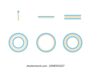 Liposome structure, phospholipid bilayer with hydrophilic head and hydrophobic tails. Niosome, single chain surfactant molecule (nonionic). Micelle, amphiphilic colloidal structure. Drug delivery.