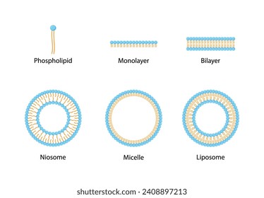 Liposomstruktur, Phospholipid-Bilayer mit hydrophilem Kopf und hydrophoben Schwänzen. Niosome, monokettiges Tensid-Molekül (nichtionisch). Mikelle, amphiphile kolloidale Struktur. Arzneimittellieferung.