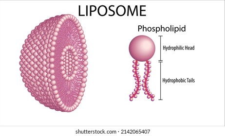 Liposome Structure Of Phospholipid - Membrane Cells