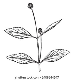 Lippia is flowering plant and it is fragrant due to their essential oils. Leaves are oval shaped, vintage line drawing or engraving illustration.