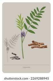 Liquorice (Glycyrrbiza Glabra, Licorice) plant and roots. Vector flat illustration.