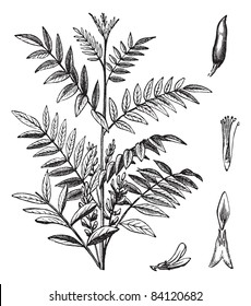 Liquorice or Glycyrrhiza glabra or Licorice or Glycyrrhiza glandulifera, vintage engraving. Old engraved illustration of Liquorice isolated on a white background. Trousset encyclopedia (1886 - 1891).