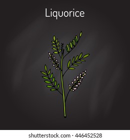 Liquorice (Glycyrrhiza glabra), medicinal plant. Hand drawn botanical vector illustration