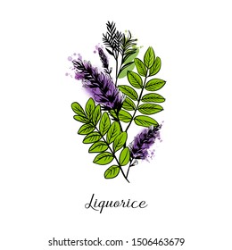 Liquorice medical herbs. Hand drawn vector illustration and watercolor texture.