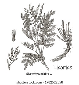 Liquorice. Vector hand drawn plant. Botanical plant illustration. Vintage medicinal plant sketch.