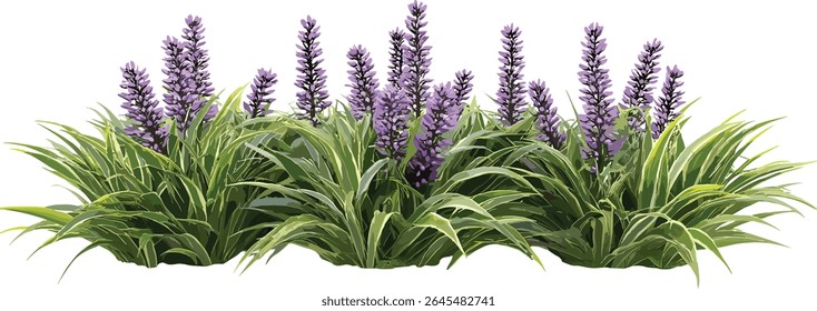 Liriope Variegata lily turf grupo, conjunto de grama ornamental, frontal isolado, ilustração vetorial, rústica perene cobertura do solo, projeto de jardim tropical, exuberante listras folhagem planta.