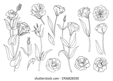 Lisianthus. Eustoma. Flowers line drawn on a white background. Vector sketch of flowers.