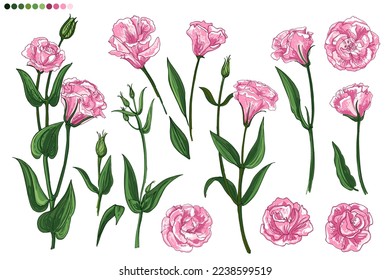 Lisianthus. Eustoma. Flowers line drawn on a white background. Vector sketch of flowers.