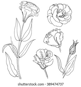 Lisianthus. Eustoma. Flowers line drawn on a white background. Vector sketch of flowers.