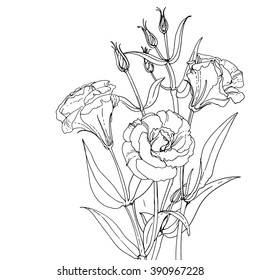 Lisianthus. Eustoma. Flowers line drawn on a white background. Vector sketch of flowers.