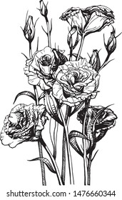 Lisianthus eustoma flowers on transparent background graphics