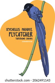 The list of endangered animals is getting longer and longer. The Seychelles Paradise Flycatcher is one of those long lists.