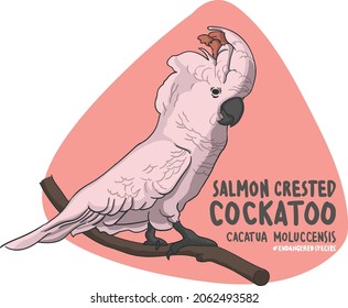 The list of endangered animals is getting longer and longer. The Salmon Crested Cockatoo
(Cacatua Moluccensis) is one of those long lists.