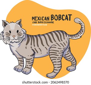 La lista de animales en peligro de extinción se hace cada vez más larga. La Bobcat mexicana (Lynx Rufus Escuinapae) es una de esas largas listas.