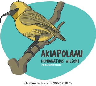 The list of endangered animals is getting longer and longer. The Akiapolaau (Hemignathus Wilsoni) is one of those long lists.