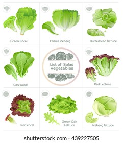 List of salad vegetables and icons vector. Popular eating lettuce. Product for Hydroponics system.