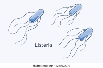 Listeria bacterium vector illustration. Listeriosis infection outbreak concept. Set of three listeria monocytogenes drawing in flat outline style.