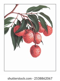 Litchi chinensis Sonn, pintura floral e botânica pintada à mão, pintura herbal pintada à mão, ervas naturais.