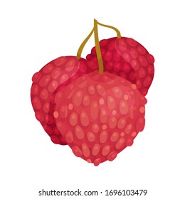 Litchi Fruit with Rough Closed Pink-red Rind and Sweet Flesh Hanging on Tree Branch Vector Illustration