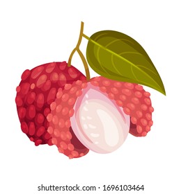 Litchi Fruit with Rough Opened Pink-red Rind and Sweet Flesh Hanging on Tree Branch Vector Illustration
