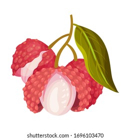 Litchi Fruit with Rough Opened Pink-red Rind and Sweet Flesh Hanging on Tree Branch Vector Illustration