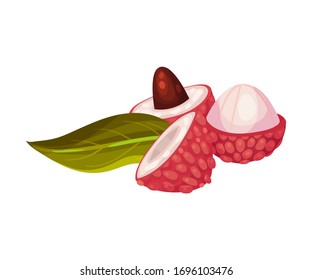 Litchi Fruit with Rough Opened Pink-red Rind and Sweet Flesh Inside Vector Illustration