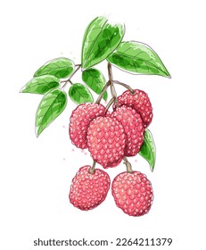 Rama de acuarela de Litchi. Frutos picantes y hojas boceto de color, ilustración vectorial de diseño layche aislada en fondo blanco, imagen de color lija