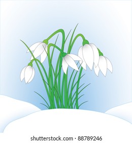 Lite snowdrops