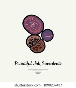 Lithops hand drawn succulent vector isolated illustration. Modern ink succulent plant logo, icon, poster, banner, postcard. Minimalistic floral illustration floristry shop. Beautiful succulent plant.