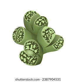 Lithops succulent exotic tropical plant. Houseplant for interior decoration. Vector illustration isolated on white background.