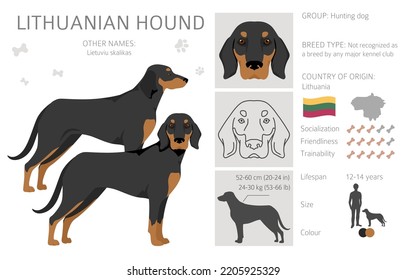 Lithuanian hound clipart. Different coat colors set.  Vector illustration