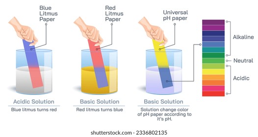 Litmus paper and change in color with reaction with acids vector. Litmus test in chemistry to determine the solution is acidic or basic. General chemistry experiments or exam. Tyeps of paper is dipped