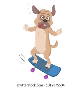 Littel dog on skateboard