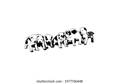 A litter of Central Asian shepherd puppies on a white background. 