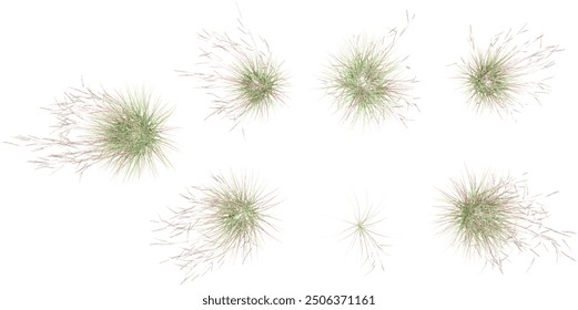 Littile bluestem with transparent background, 3D rendering, for illustration, digital composition, architecture visualization from top view