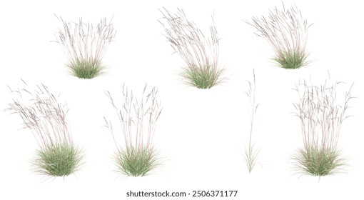 Littile bluestem with transparent background, 3D rendering, for illustration, digital composition, architecture visualization