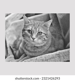little angel slogan with cute angel cat illustration, pappy, Black and white portrait of the cat on the home window, black and white house cat, vector, mini cat, vector design