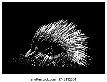 Little Australian echidna. Vector illustration