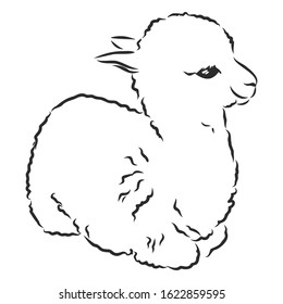 little baby alpaca, llama, vector sketch