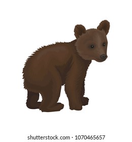 Little bear cub wild northern forest animal vector Illustration on a white background