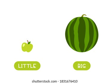 LITTLE and BIG antonyms word card vector template. Flashcard for english language learning. Opposites concept. Small apple and large watermelon.