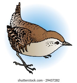 little bird