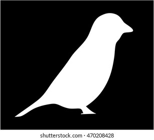Little bird