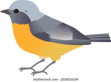 Little bird Daurian redstart　vector illustration